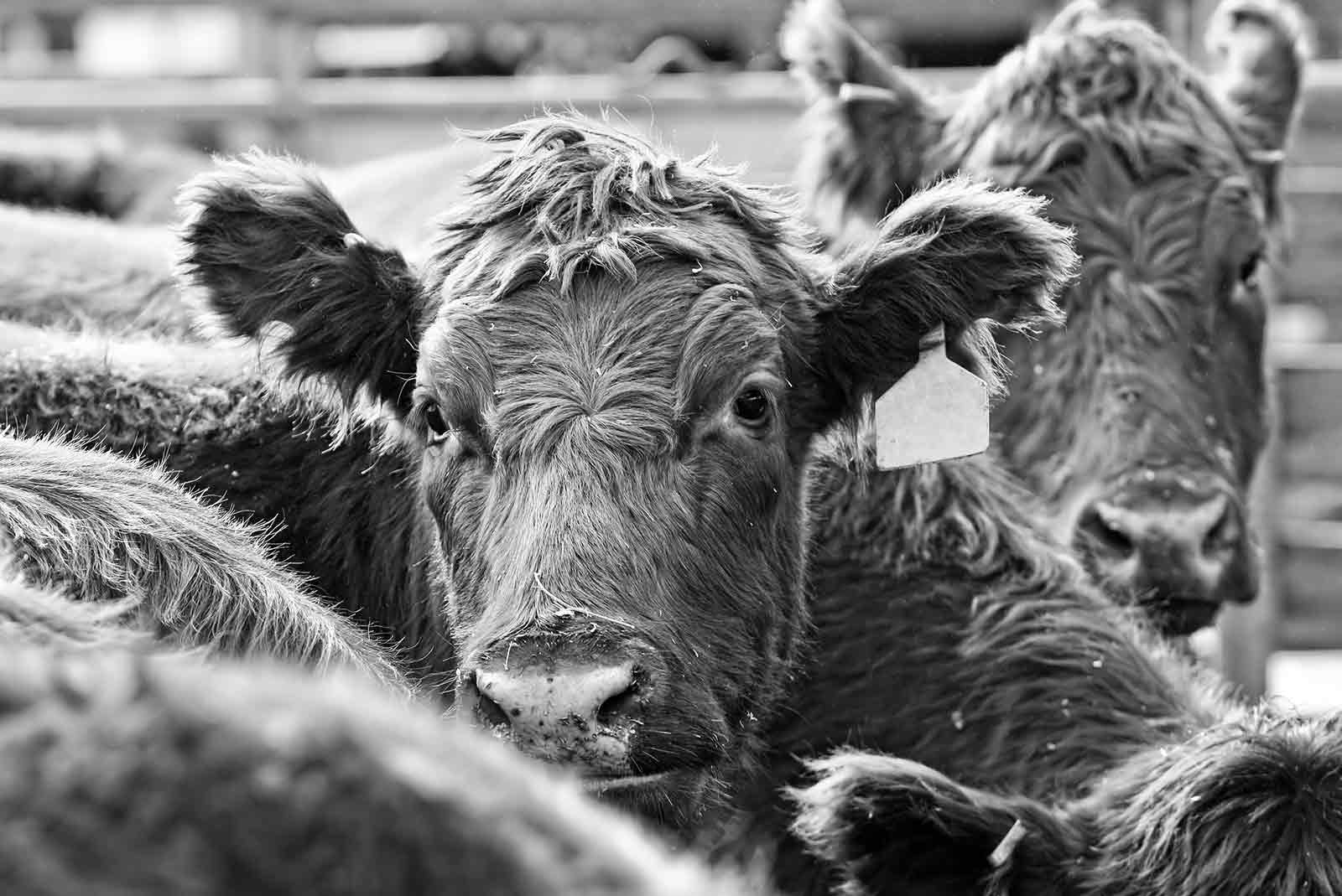 Agri-business, cattle and cropping agriculture