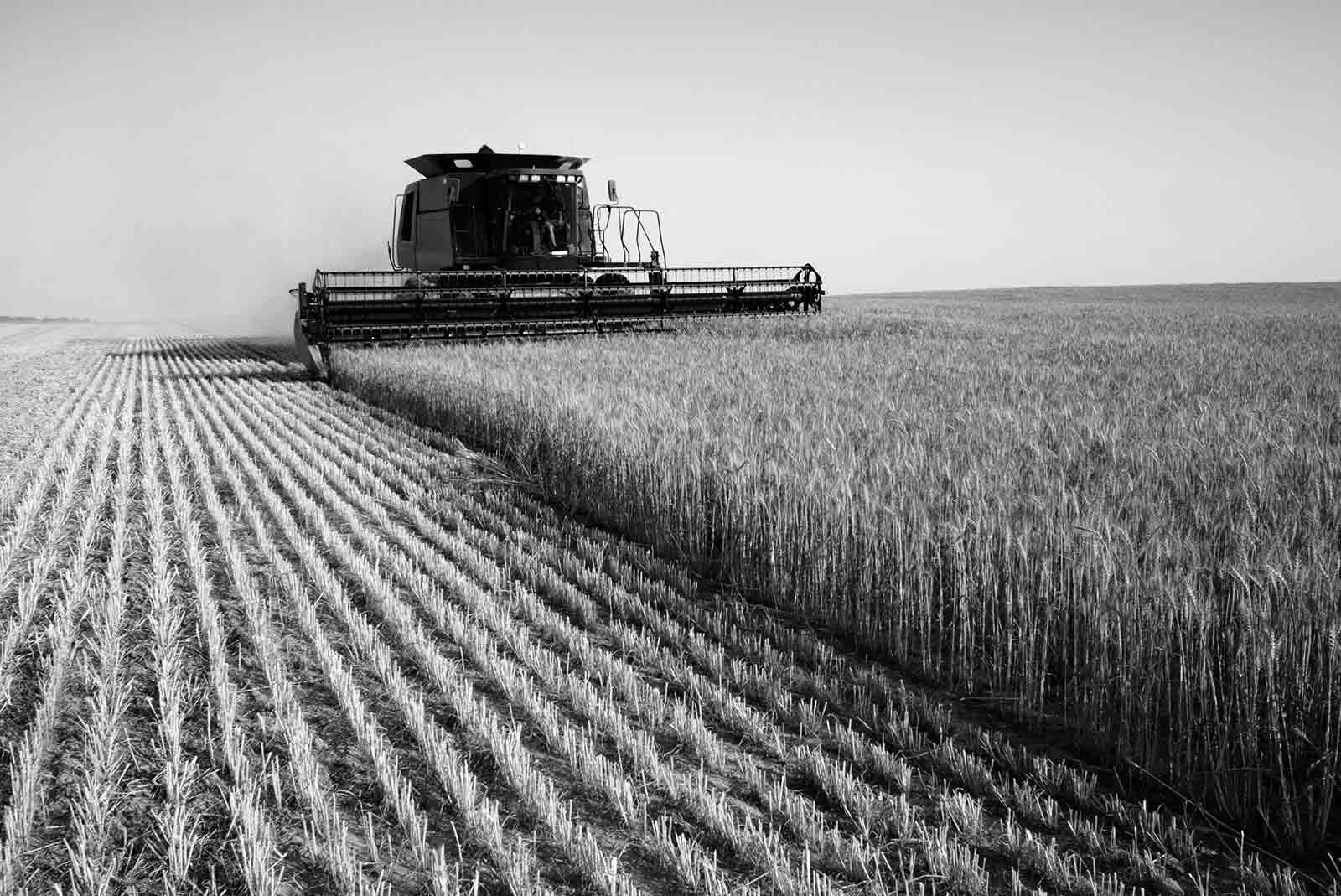 Wheat field harvest, extensive cropping experience when linked to beef production